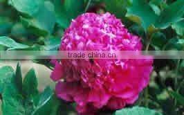 Tree Peony Plant Root