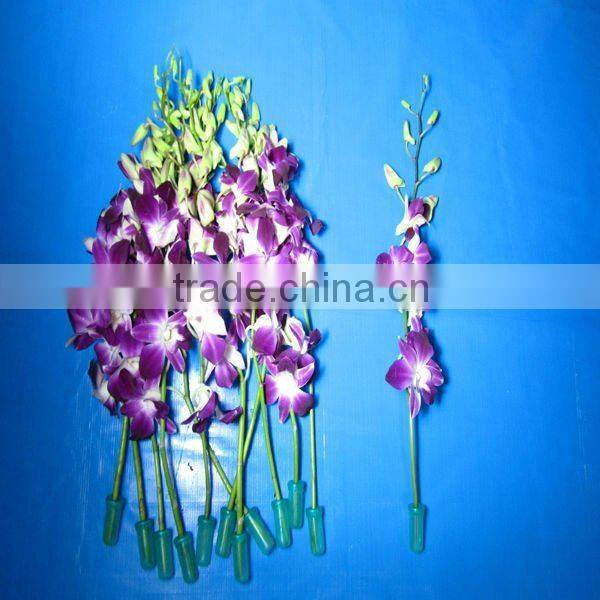 Fresh Cut Flowers Processing Type and Bud Part fresh orchid cheap wholesale orchid