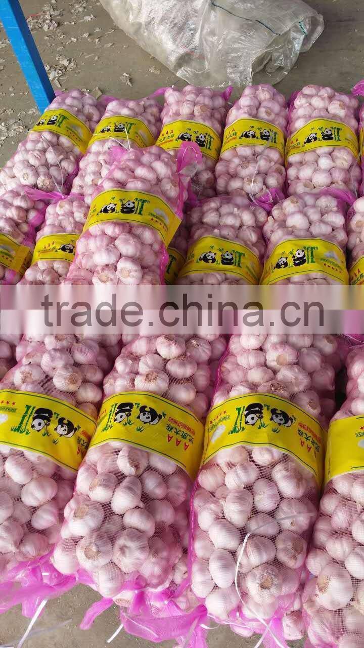 Supply 2016 Fresh Normal White Garlic