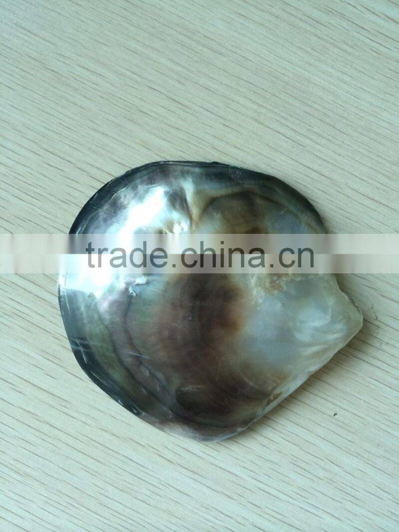 Polished whitelip mother of pearl shell inlay