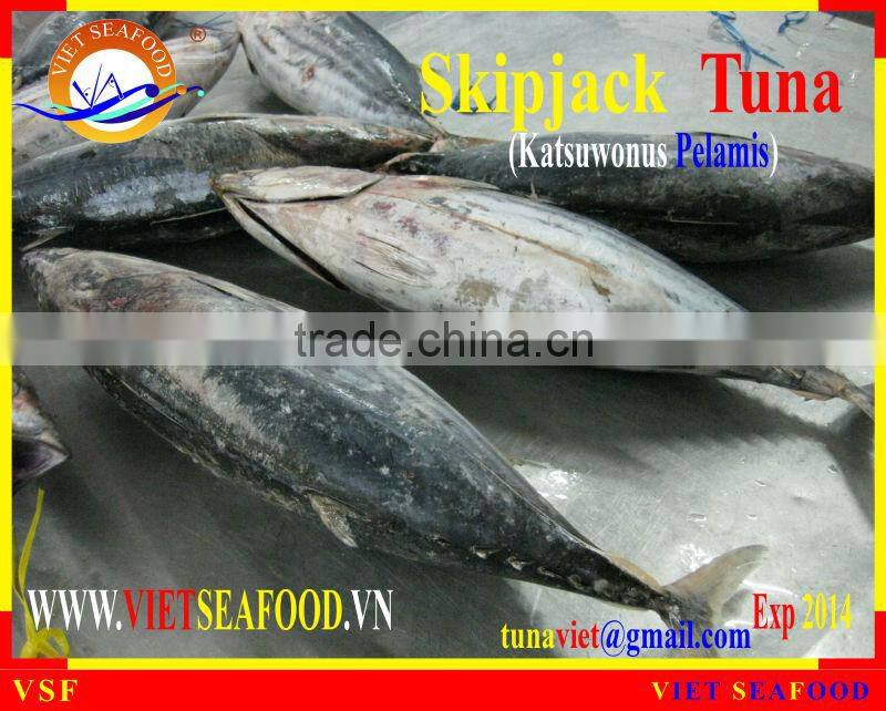 FROZEN SKIPJACK TUNA W/R