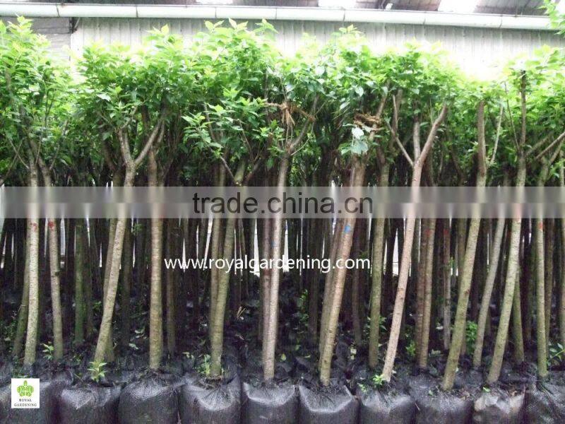 Prunus serrulata nursery