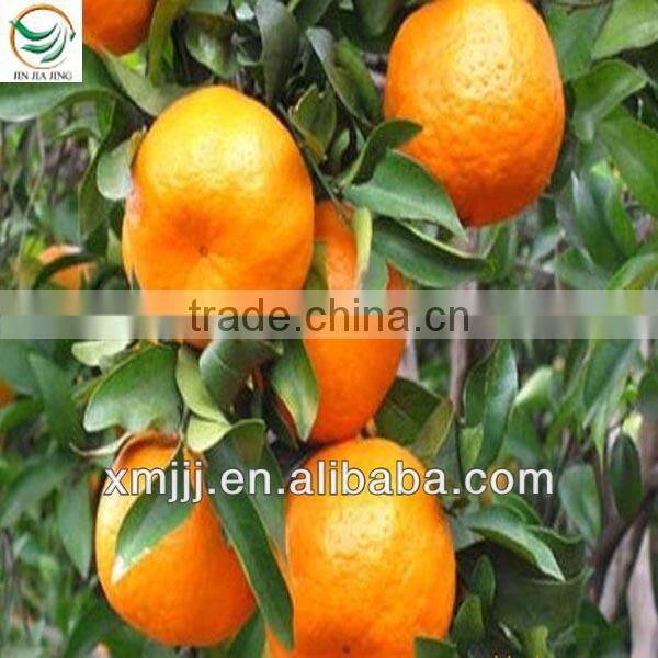 fresh mandarin orange citrus fruit