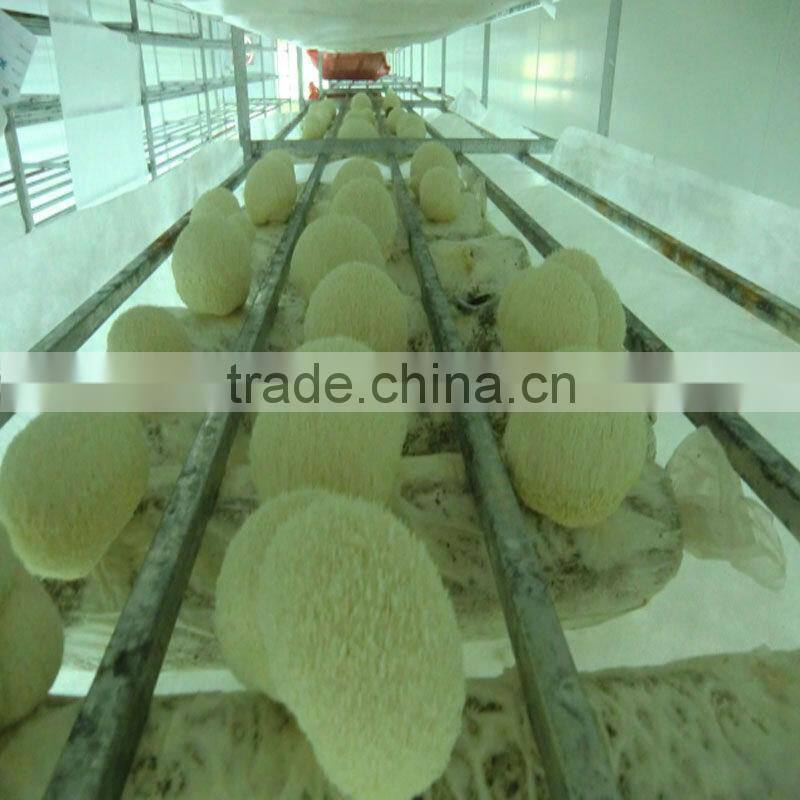 Good quality Dried Lion's Mane mushroom