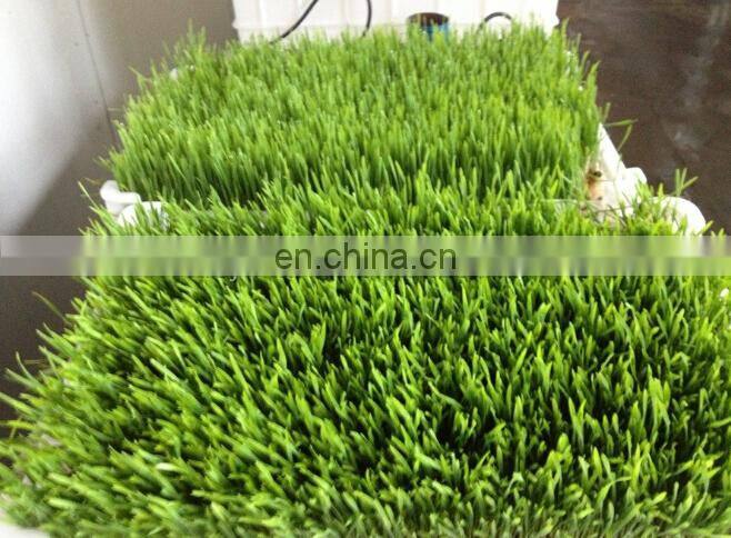 seed sprout machine barley sprout machine