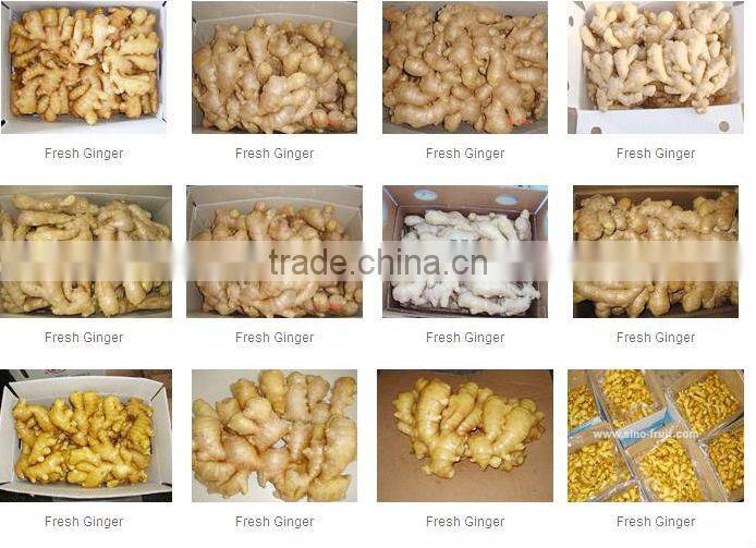China Fresh ginger and Garlic for Brazil and Amerca