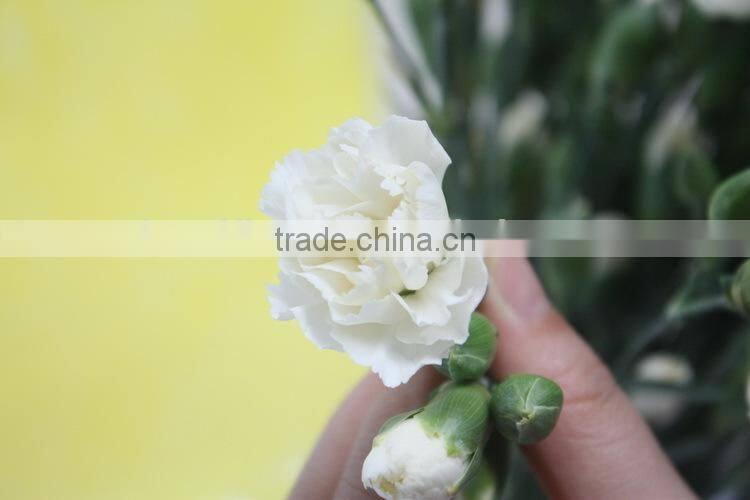 Fresh new coming flower carnation and rose for wedding decoration