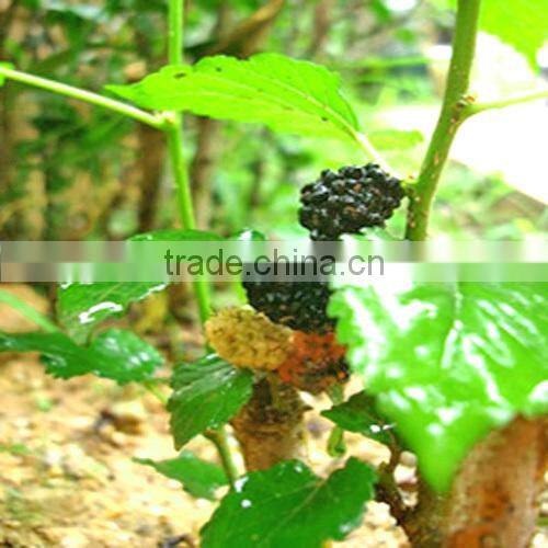 Mulberry Leaf Extract 1%,2%,5% DNJ /CAS NO 19130-96-2