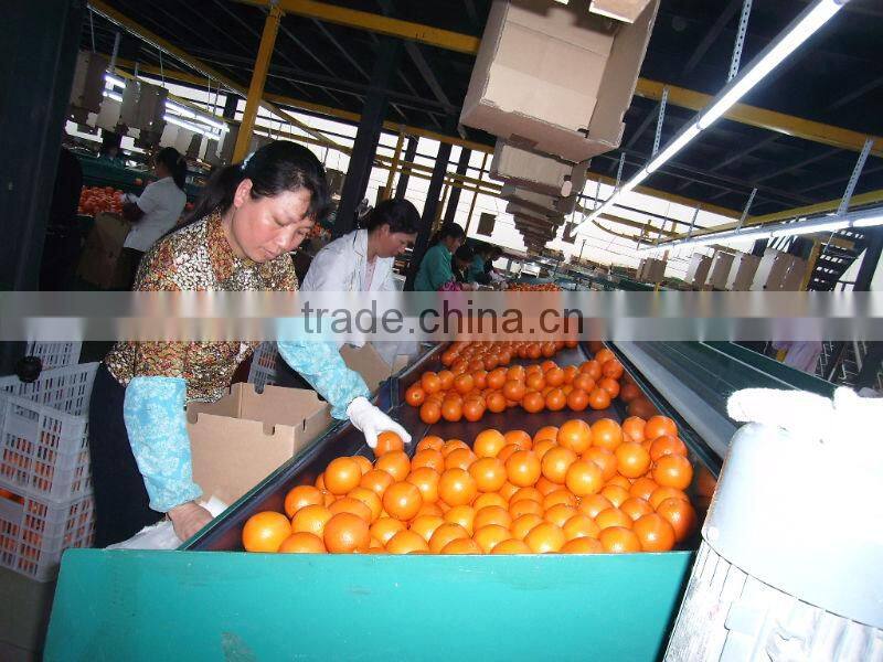 Bulk Navel Orange Fruits for Sale