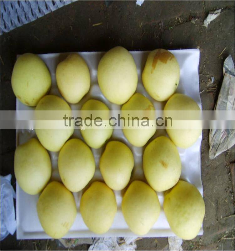 Fresh Golden Pears 18/20/22/24/36/40/44/48/72/80/96/112s