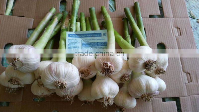wholesale garlic 2017Hot sale Egyptian fresh garlic (Red, White) for export
