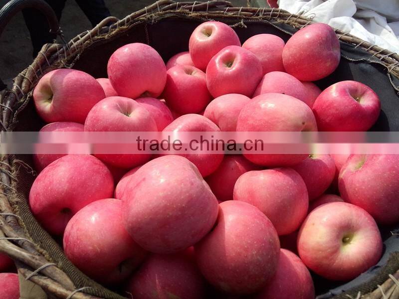 2016 Fresh Fuji apple from China Fresh Fuji apple price
