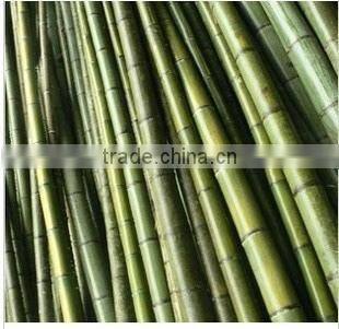 cheap raw Bamboo poles