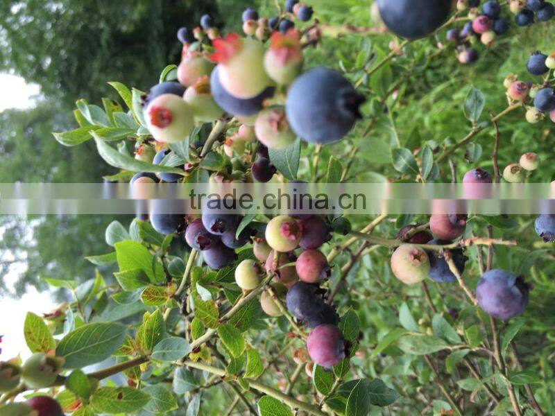 Blueberry extract powder Vaccinium uliginosum L.with Anthocyanidins 5-25% ,Extract Ratio 5:1 and 10:1blueberry fruit Powder