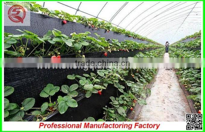 China Venlo polycarbonate sheet greenhouse with vegetable seeds