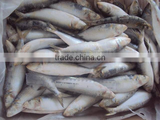frozen whole round sardine for bait