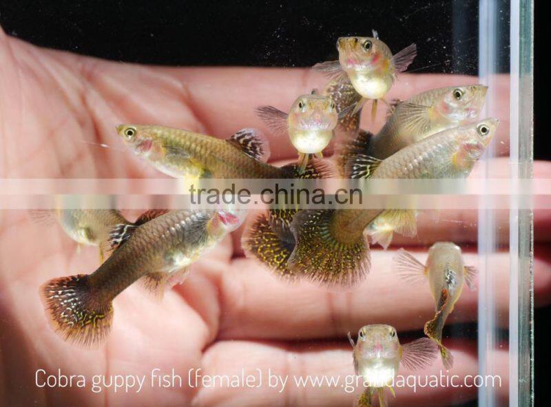 Cobra guppy for Freshwater Aquarium fish export company from Thailand