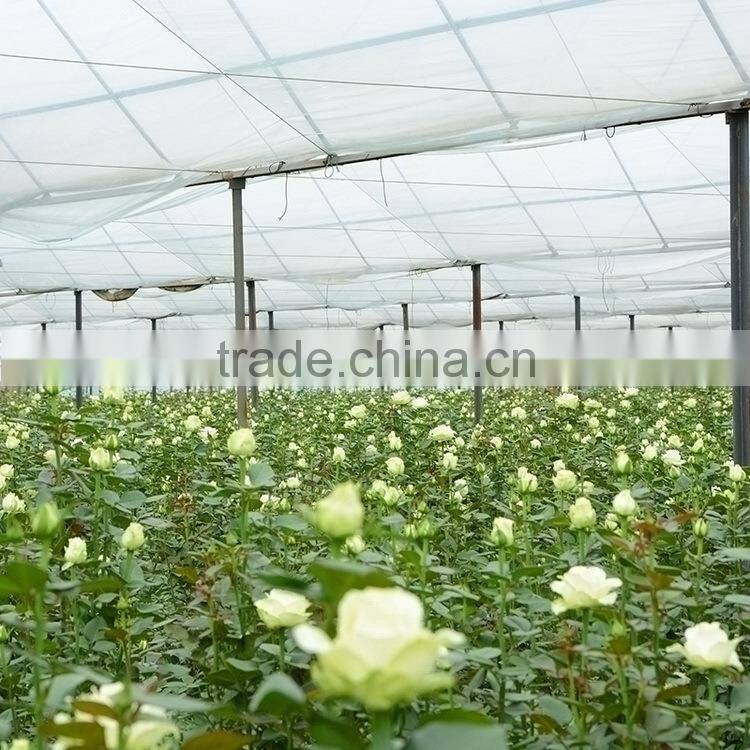 Low price hotsell fresh red violet