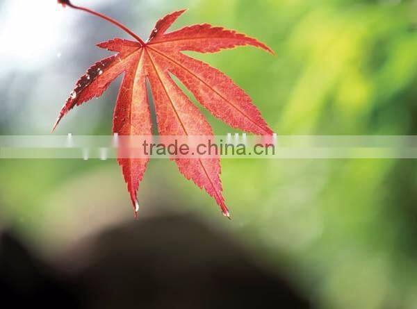 Digital Printing Sheet Glass Manufacture The Float Process