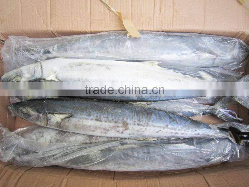 FROZEN KINGFISH SPANISH MACKEREL
