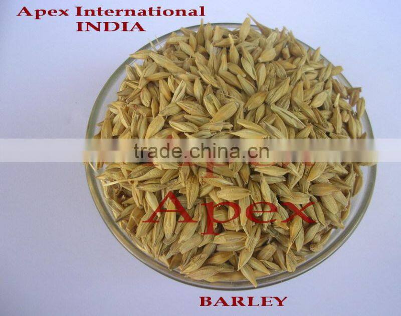Barley for malt / Barley seeds / Hordeum vulgare / Malt grade Barley