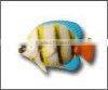 plastic fish