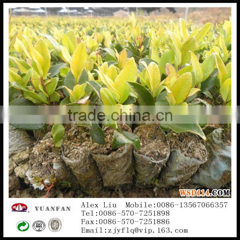 Gardening Use Non woven Fabric