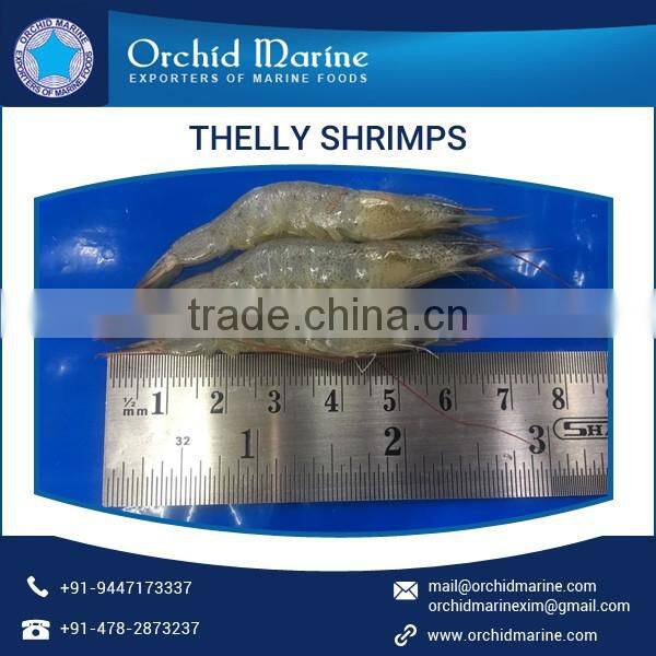 High Quality of Thelly Shrimps Available for Bulk Purchase