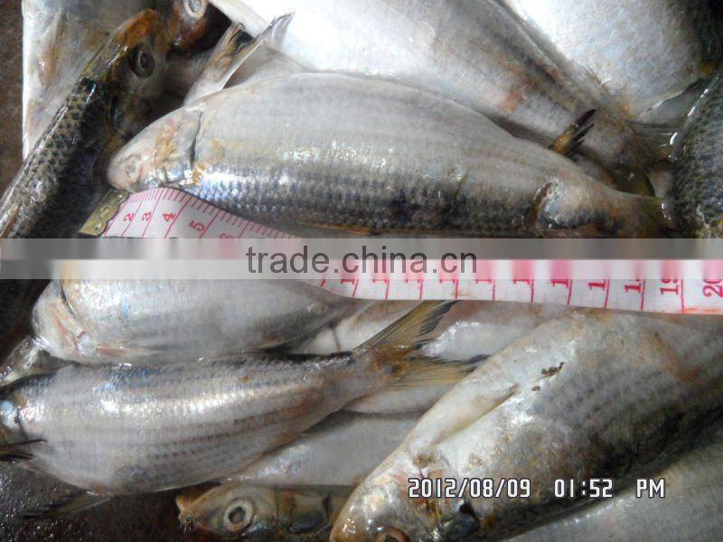 Frozen Sardine fish
