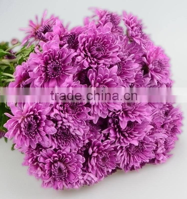 Good quality hotsell factory direct flock chrysanthemum