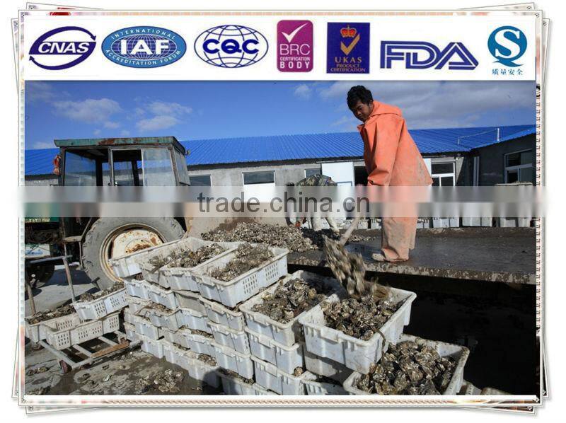 Boiled oyster in water/canned oyster in water
