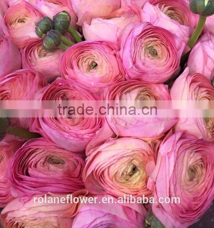 Diversified in packaging crazy selling decoration wholesale flower Ranunculus asiaticus