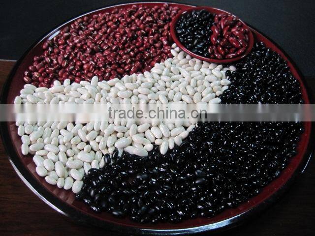 Light Speckled Kidney Bean 2010 long shape