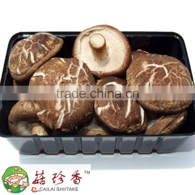Wild dried shiitake mushroom spawn from Henan