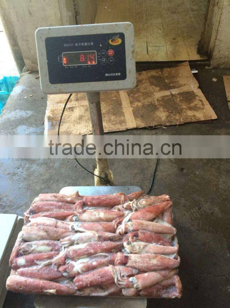sea Frozen Loligo chinensis ,for Italy ,Greece et ,EU market