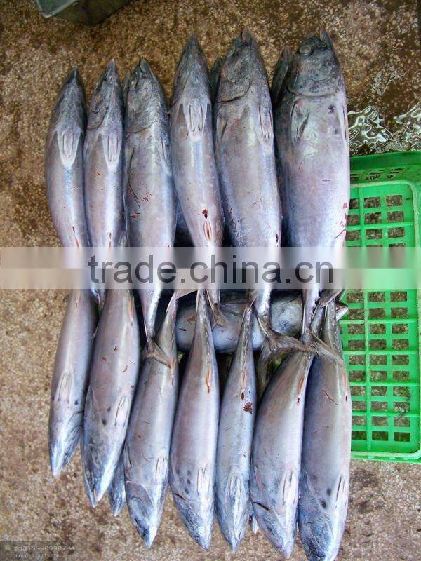 Frozen Bonito