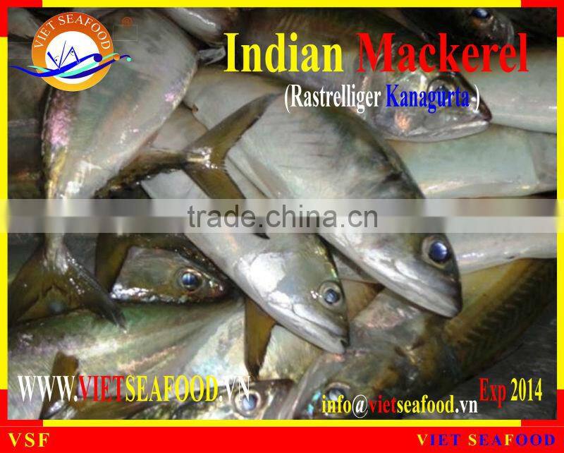 FROZEN W/R INDIAN MACKEREL