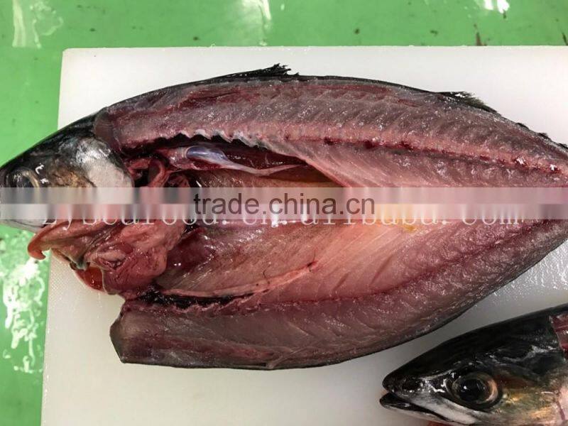 Frozen W/R Japan Mackerel