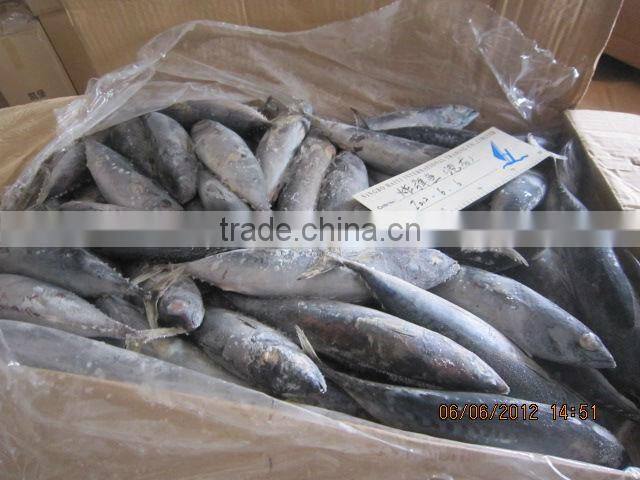 China frozen bonito tuna 2015