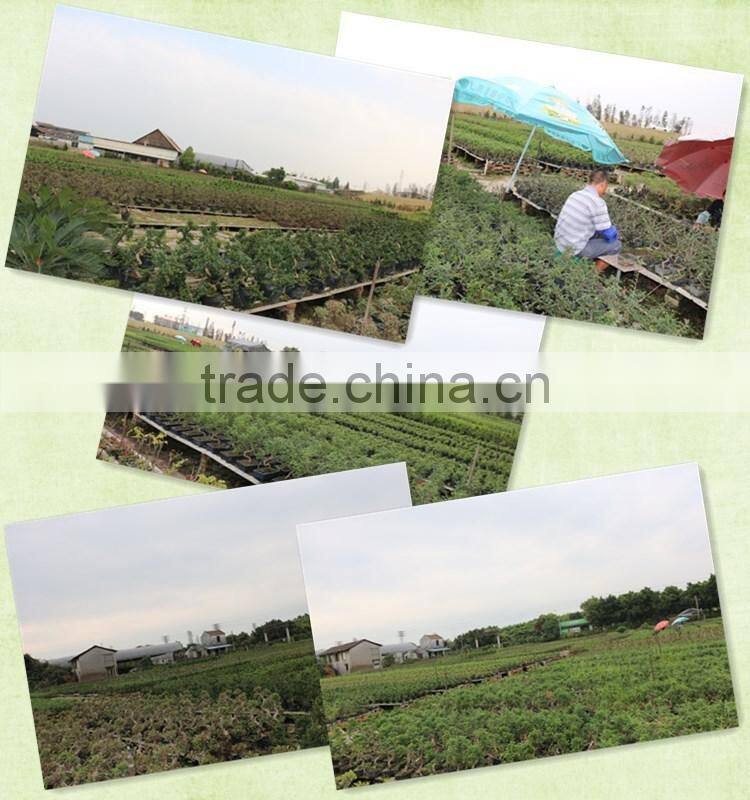 Ceramic pot for Bonsai