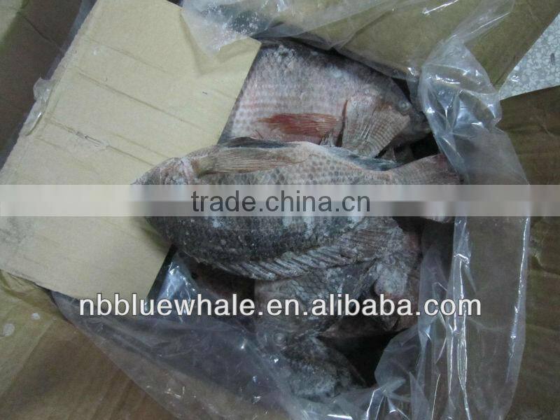 Fresh water black tilapia, IQF Tilapia Fillets