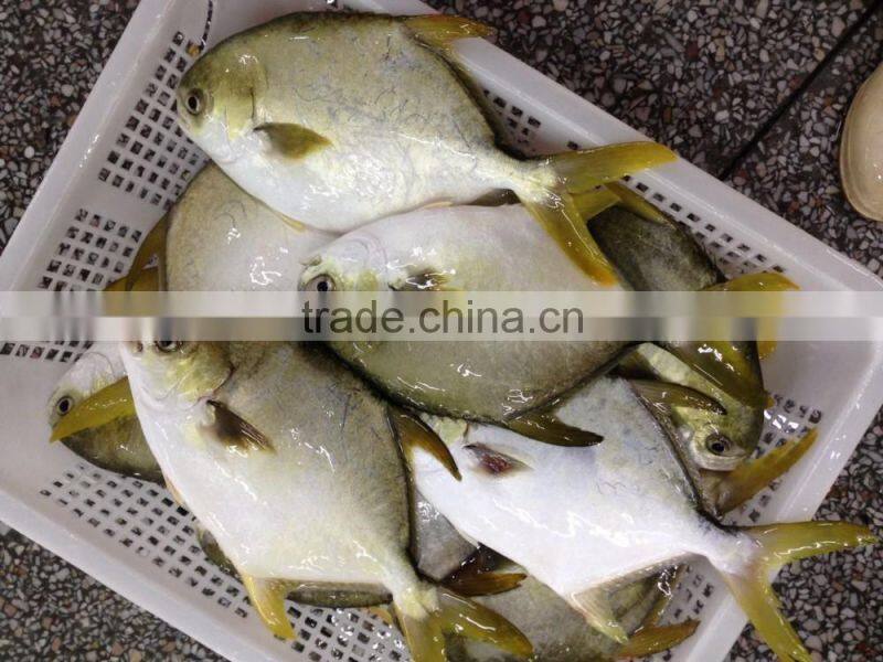 best selling products wholesale frozen fish golden pompano pomfret