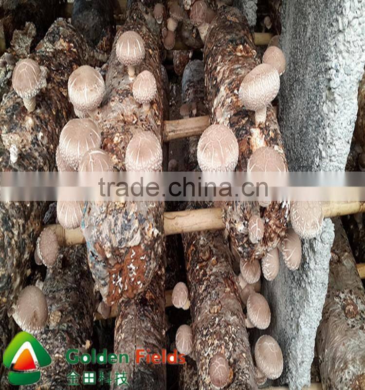 Bulk supplier hotsale Organic Magic Shiitake Mushroom