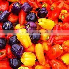 Oleoresin Capsicum