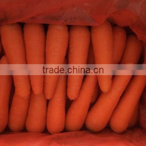 VIETNAM FRESH CARROTS CHEAP