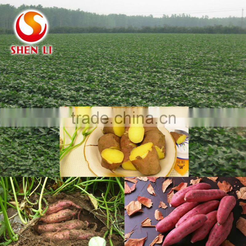 Natural Sweet Potatos Chips--Ready to Eat Chinese Healthy Snacks