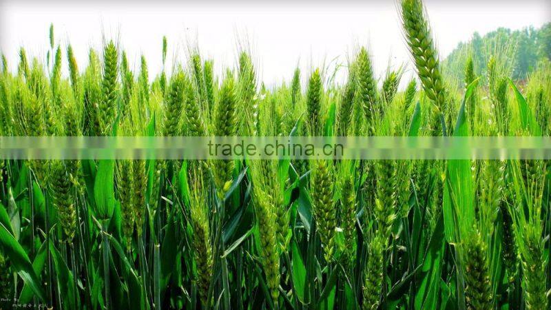 Granular State and Controlled Release Type Natural zeolite for Fertiliser Application