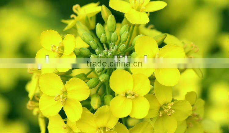 Korea hot sell pure rape bee pollen from qinghai china