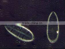 BDS 300 Series Inverted Microscope Outfits