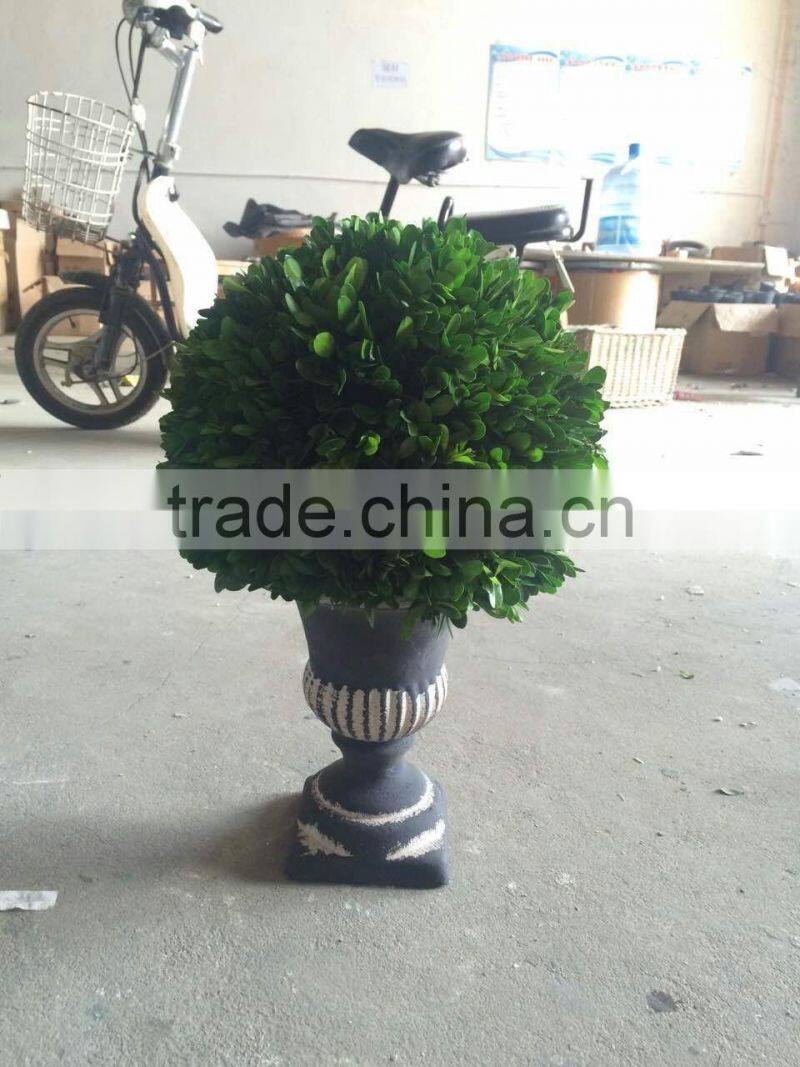 Natural preserved boxwood cone topiary producer